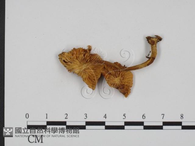 登錄號:F0013214藏品圖，第3張