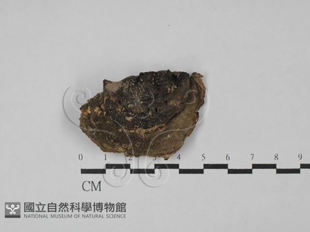 登錄號:F0028814藏品圖，第1張