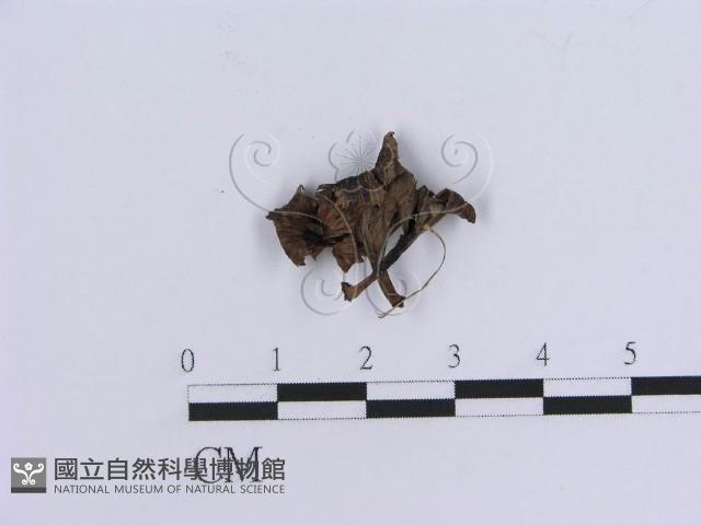 登錄號:F0018814藏品圖，第1張