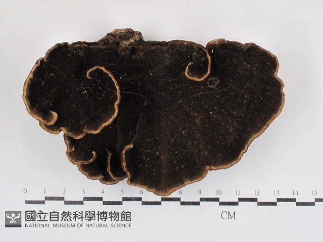 登錄號:F0030814藏品圖，第3張