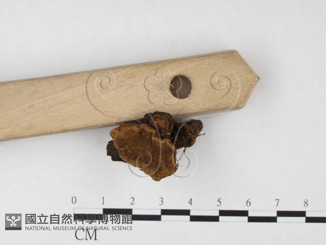 木層孔菌屬藏品圖，第3張