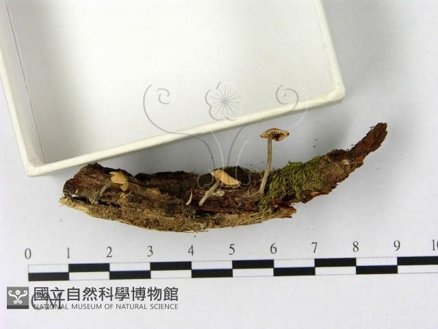 微皮傘屬藏品圖，第3張