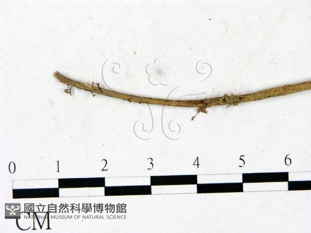 小皮傘屬藏品圖，第3張