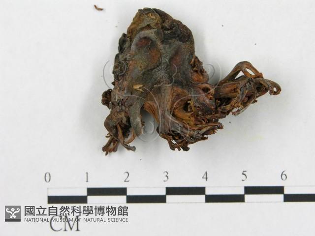 登錄號:F0007814藏品圖，第3張