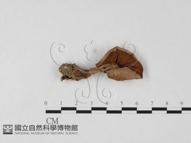 登錄號:F0025814藏品圖，第3張
