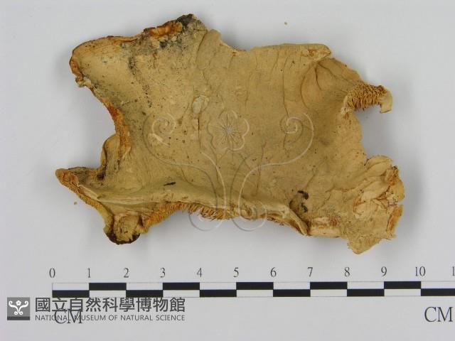 登錄號:F0005814藏品圖，第3張