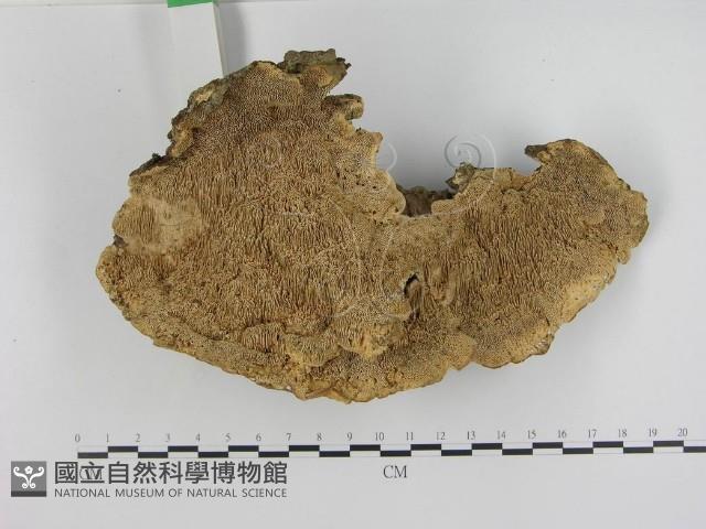登錄號:F0015814藏品圖，第3張