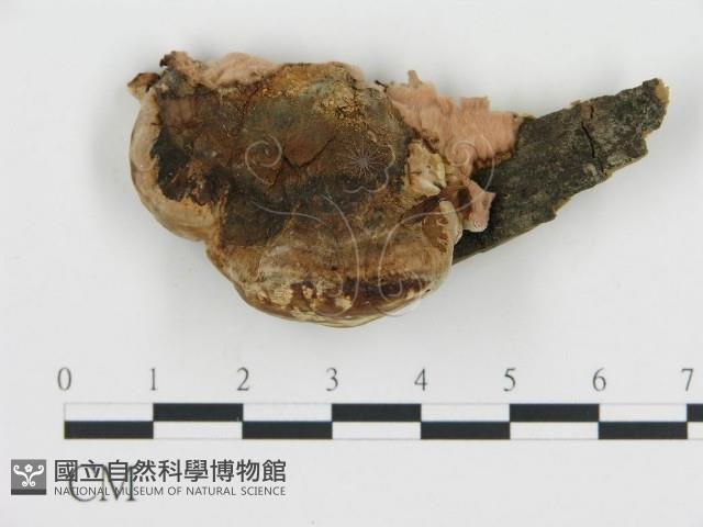 登錄號:F0019814藏品圖，第1張