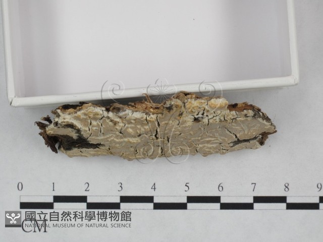 登錄號:F0023814藏品圖，第3張