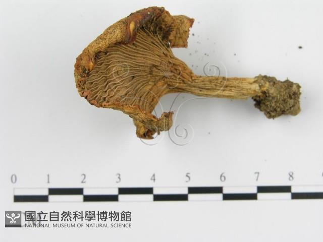 登錄號:F0003814藏品圖，第3張