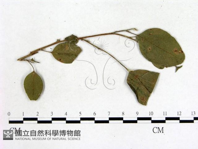 登錄號:F0018914藏品圖，第3張