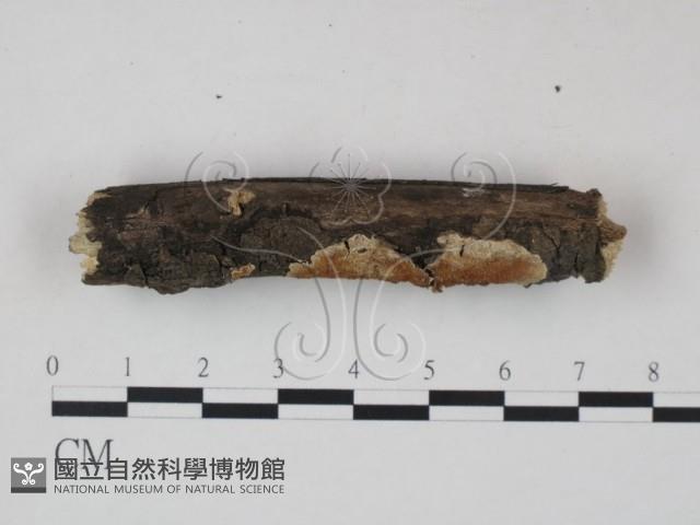 登錄號:F0020914藏品圖，第3張