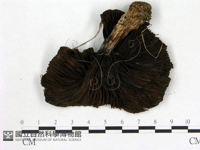 館號:F0021914藏品圖，第3張