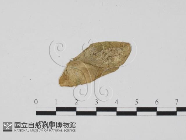 登錄號:F0011914藏品圖，第3張