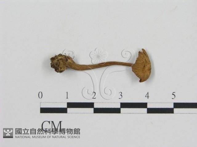 登錄號:F0004914藏品圖，第3張