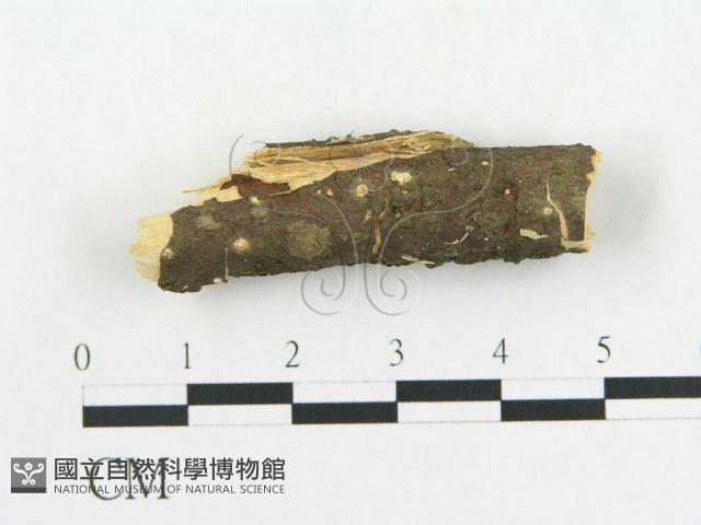 登錄號:F0002914藏品圖，第1張