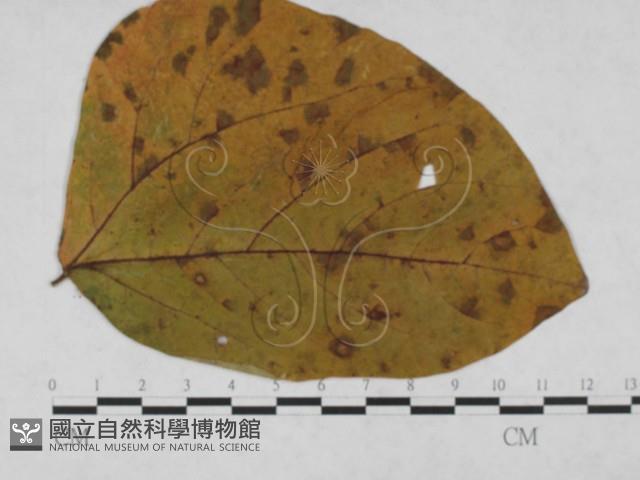 登錄號:F0027914藏品圖，第1張