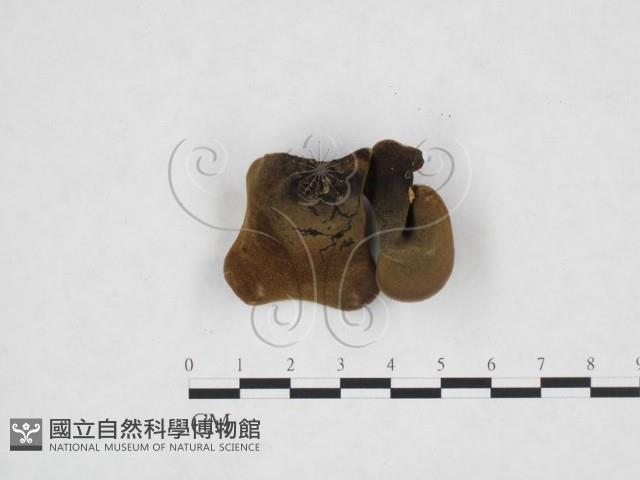 毛木耳藏品圖，第3張