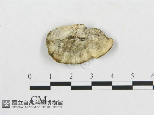 登錄號:F0019914藏品圖，第1張