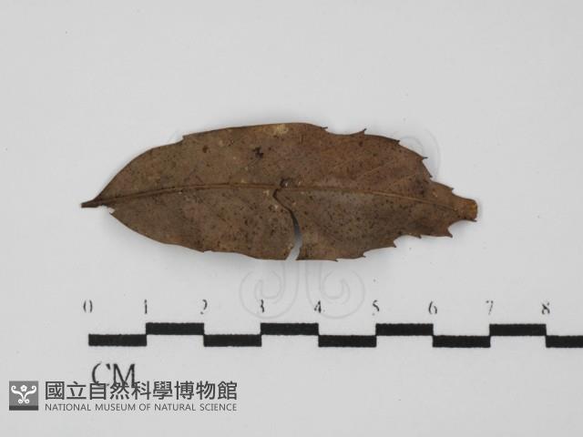 登錄號:F0023914藏品圖，第3張