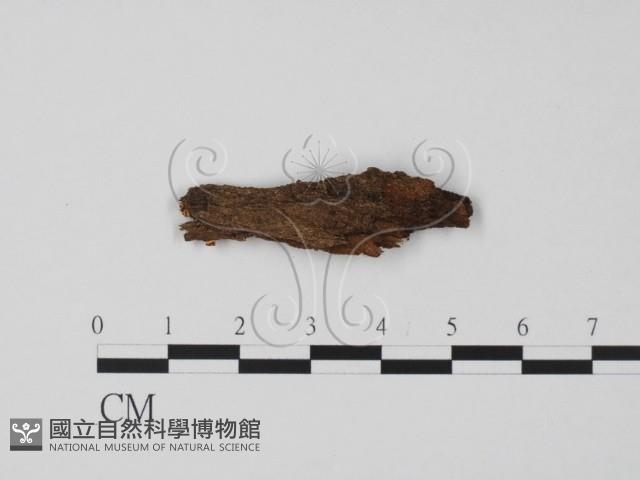 登錄號:F0013914藏品圖，第3張