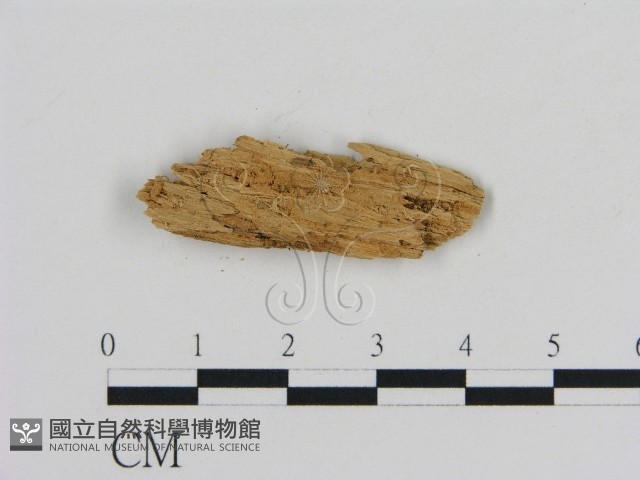 登錄號:F0016614藏品圖，第3張