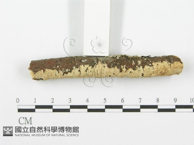 登錄號:F0001614藏品圖，第3張