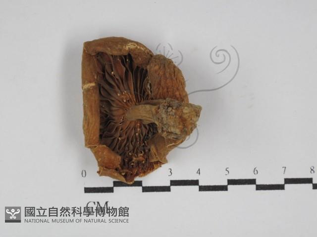 登錄號:F0024614藏品圖，第3張