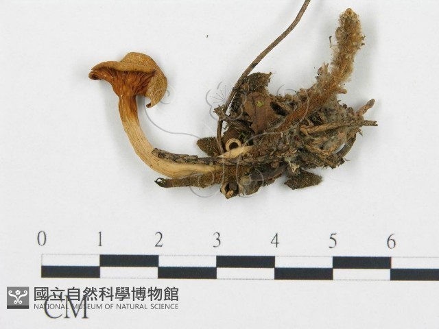 杯傘屬藏品圖，第3張