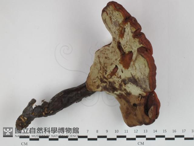 登錄號:F0032614藏品圖，第3張