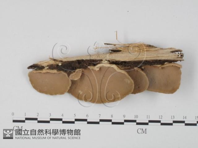 登錄號:F0005614藏品圖，第3張