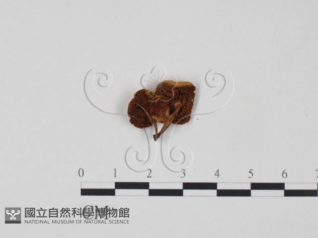 登錄號:F0015614藏品圖，第3張