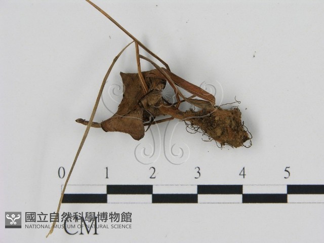 登錄號:F0013614藏品圖，第3張