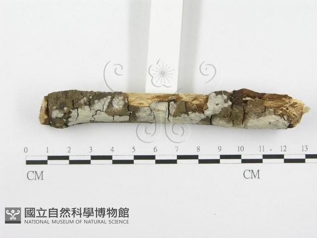 登錄號:F0020414藏品圖，第3張
