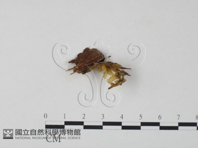 登錄號:F0000414藏品圖，第3張