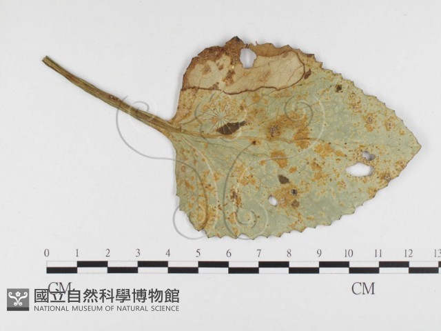 登錄號:F0026414藏品圖，第1張