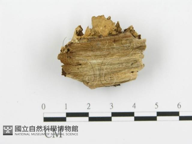 煙管菌藏品圖，第3張