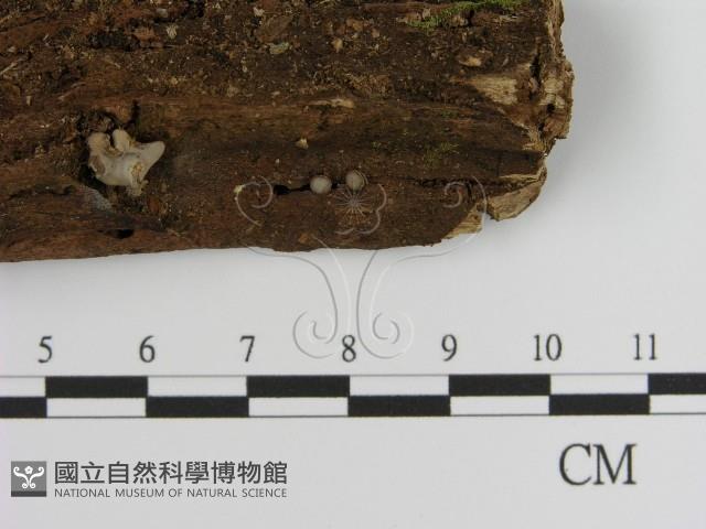 登錄號:F0021414藏品圖，第3張