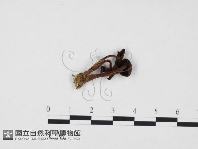 登錄號:F0024414藏品圖，第3張