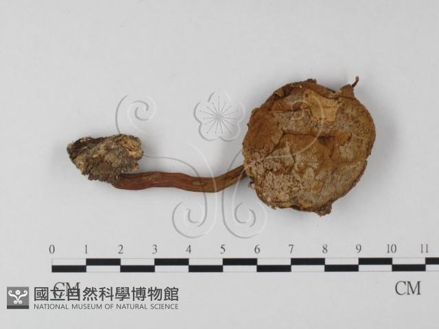 登錄號:F0004414藏品圖，第1張