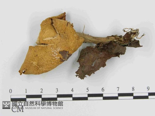 登錄號:F0014414藏品圖，第3張