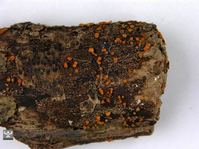 登錄號:F0022414藏品圖，第3張