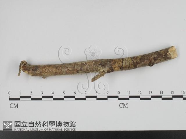 叉絲革菌屬藏品圖，第3張