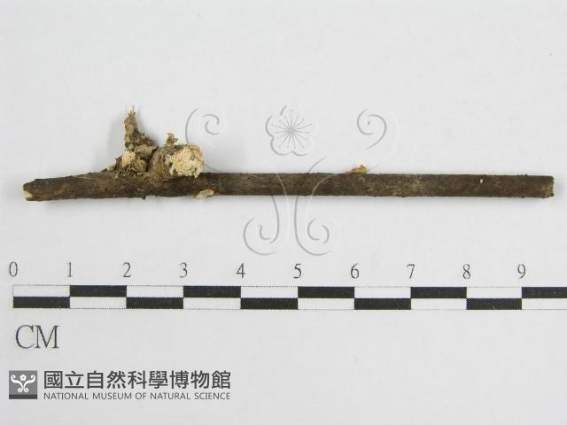 微皮傘屬藏品圖，第3張
