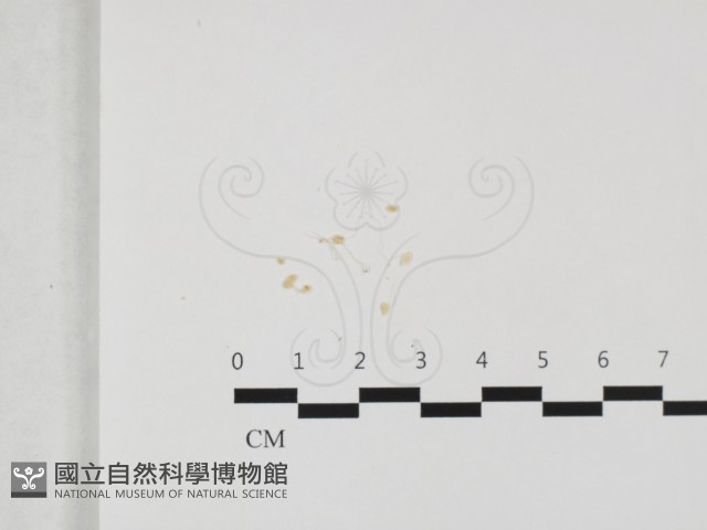 登錄號:F0032414藏品圖，第3張