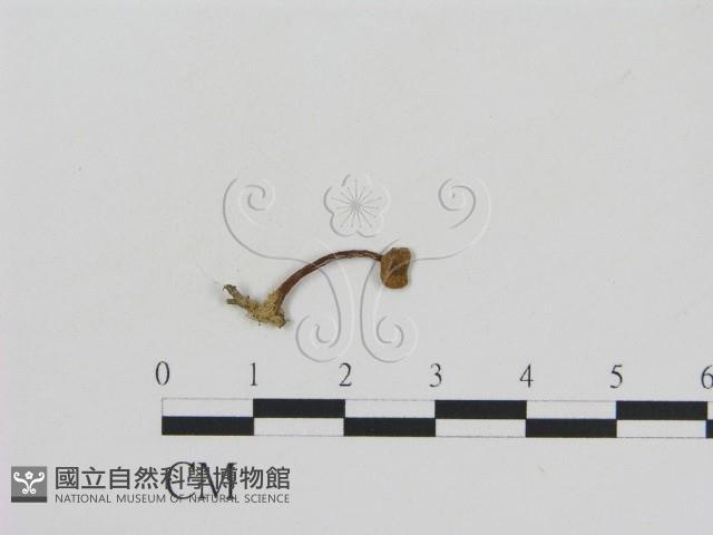 登錄號:F0005414藏品圖，第3張