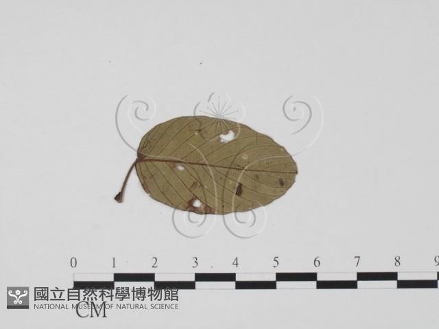 登錄號:F0019414藏品圖，第3張