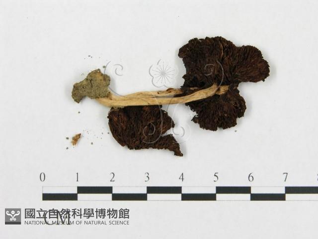 登錄號:F0013414藏品圖，第3張