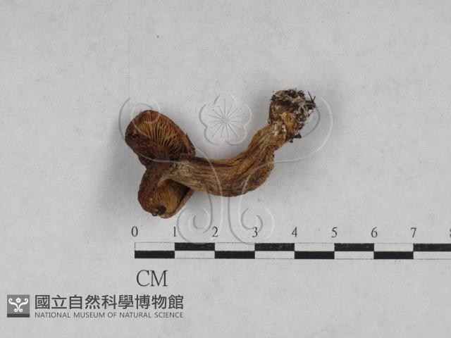 登錄號:F0028714藏品圖，第3張