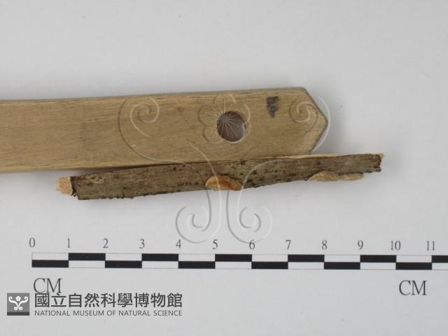 栓菌屬藏品圖，第3張